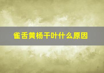 雀舌黄杨干叶什么原因