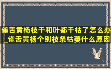 雀舌黄杨枝干和叶都干枯了怎么办_雀舌黄杨个别枝条枯萎什么原因