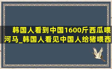 韩国人看到中国1600斤西瓜喂河马_韩国人看见中国人给猪喂西瓜