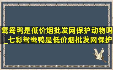 鸳鸯鸭是(低价烟批发网)保护动物吗_七彩鸳鸯鸭是(低价烟批发网)保护动物吗