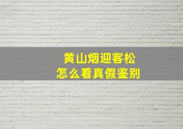 黄山烟迎客松怎么看真假鉴别