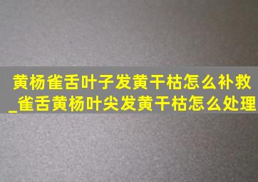 黄杨雀舌叶子发黄干枯怎么补救_雀舌黄杨叶尖发黄干枯怎么处理