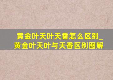 黄金叶天叶天香怎么区别_黄金叶天叶与天香区别图解