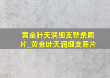 黄金叶天润细支整条图片_黄金叶天润细支图片