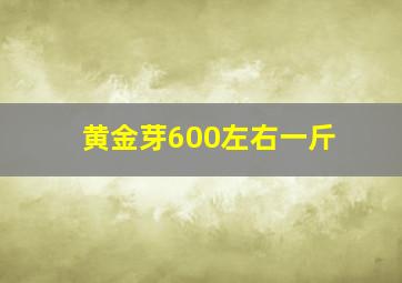 黄金芽600左右一斤