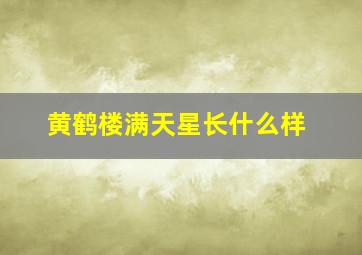 黄鹤楼满天星长什么样