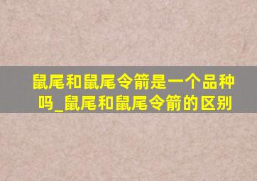 鼠尾和鼠尾令箭是一个品种吗_鼠尾和鼠尾令箭的区别